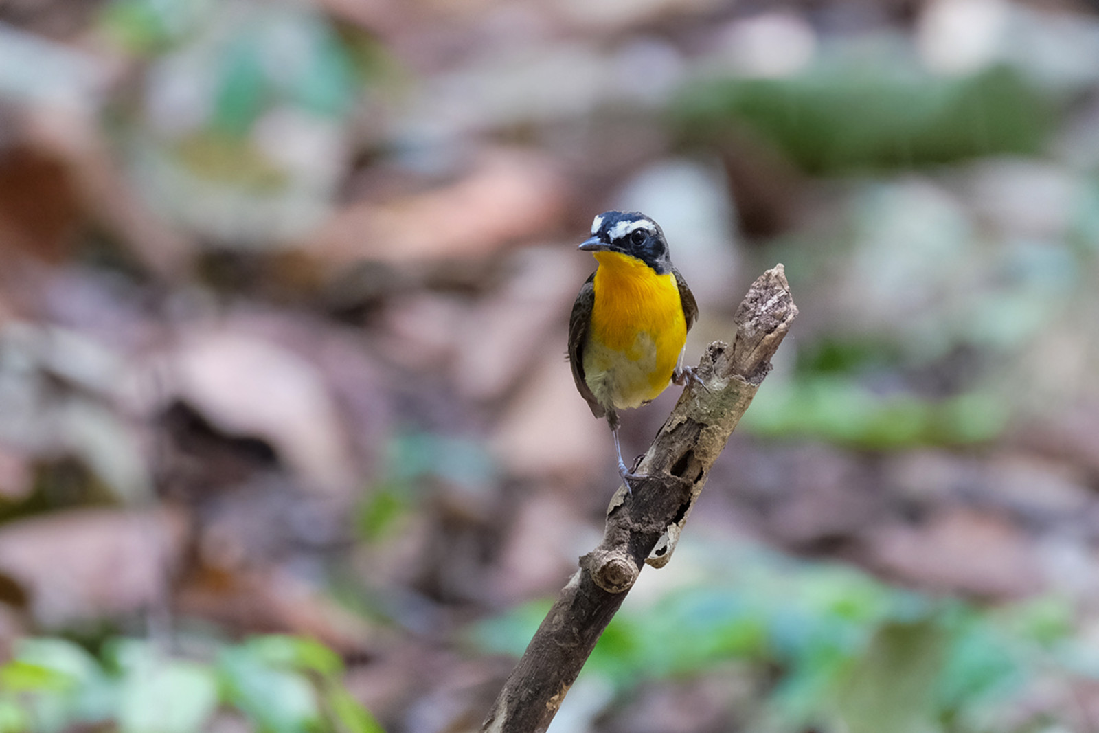 image Yellow-rumped Flycatcher